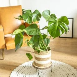 Réconciliation Végétale Plantes D'intérieur Et Fleurs D'intérieur Monstera Plante D'intérieur Sans Cache-pot -Plantes vertes Soldes monstera plante d interieur sans cache pot 3