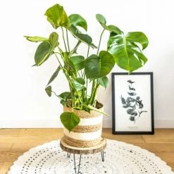 Réconciliation Végétale Plantes D'intérieur Et Fleurs D'intérieur Monstera Plante D'intérieur Sans Cache-pot -Plantes vertes Soldes monstera plante d interieur sans cache pot 4