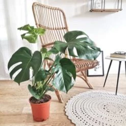 Réconciliation Végétale Plantes D'intérieur Et Fleurs D'intérieur Monstera Plante D'intérieur Avec Cache-pot -Plantes vertes Soldes monstera plante d interieur sans cache pot 6