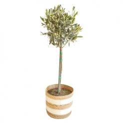 Réconciliation Végétale Plantes D'intérieur Et Fleurs D'intérieur Olivier Provençal Sans Cache-pot -Plantes vertes Soldes olivier provencal sans cache pot 2