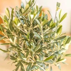 Réconciliation Végétale Plantes D'intérieur Et Fleurs D'intérieur Olivier Provençal Sans Cache-pot -Plantes vertes Soldes olivier provencal sans cache pot 3