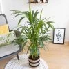 Réconciliation Végétale Plantes D'intérieur Et Fleurs D'intérieur Palmier D'intérieur Avec Cache-pot