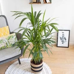 Réconciliation Végétale Plantes D'intérieur Et Fleurs D'intérieur Palmier D'intérieur Avec Cache-pot