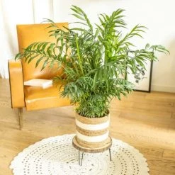 Réconciliation Végétale Plantes D'intérieur Et Fleurs D'intérieur Palmier D'intérieur Chamaedorea Sans Cache-pot -Plantes vertes Soldes palmier d interieur chamaedorea sans cache pot 3