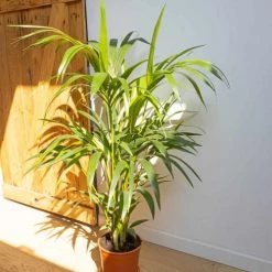 Réconciliation Végétale Plantes D'intérieur Et Fleurs D'intérieur Palmier D'intérieur Sans Cache-pot -Plantes vertes Soldes palmier d interieur sans cache pot 3