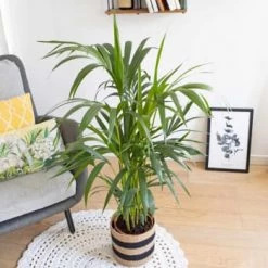 Réconciliation Végétale Plantes D'intérieur Et Fleurs D'intérieur Palmier D'intérieur Sans Cache-pot -Plantes vertes Soldes palmier d interieur sans cache pot 4