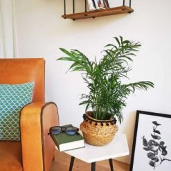 Réconciliation Végétale Plantes D'intérieur Et Fleurs D'intérieur Palmier Nain Avec Cache-pot -Plantes vertes Soldes palmier nain avec cache pot 4