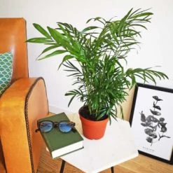 Réconciliation Végétale Plantes D'intérieur Et Fleurs D'intérieur Palmier Nain Sans Cache-pot -Plantes vertes Soldes palmier nain sans cache pot 3