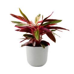 Flowy Plantes D'intérieur Et Fleurs D'intérieur Plante - Calathea Triostar 85 Cm En Pot Blanc Gris