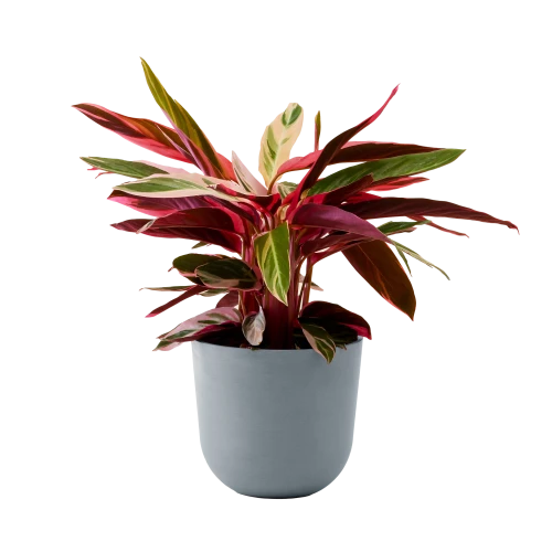 Flowy Plantes D'intérieur Et Fleurs D'intérieur Plante - Calathea Triostar 85 Cm En Pot Bleu Gris 1 Flowy Plantes D'intérieur Et Fleurs D'intérieur Plante - Calathea Triostar 85 Cm En Pot Bleu Gris