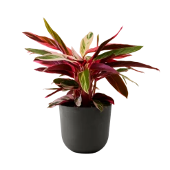Flowy Plantes D'intérieur Et Fleurs D'intérieur Plante - Calathea Triostar 85 Cm En Pot Noir