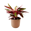 Flowy Plantes D'intérieur Et Fleurs D'intérieur Plante - Calathea Triostar 85 Cm En Pot Terra