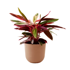 Flowy Plantes D'intérieur Et Fleurs D'intérieur Plante - Calathea Triostar 85 Cm En Pot Terra