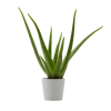 Flowy Plantes D'intérieur Et Fleurs D'intérieur Plante D'intérieur - Aloe Vera De 25 Cm En Pot Blanc Gris