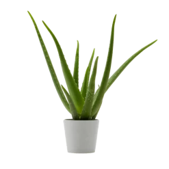 Flowy Plantes D'intérieur Et Fleurs D'intérieur Plante D'intérieur - Aloe Vera De 25 Cm En Pot Blanc Gris