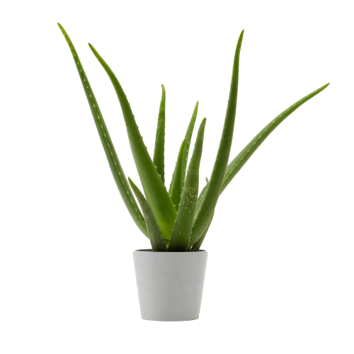 Flowy Plantes D'intérieur Et Fleurs D'intérieur Plante D'intérieur - Aloe Vera De 25 Cm En Pot Blanc Gris 1 Flowy Plantes D'intérieur Et Fleurs D'intérieur Plante D'intérieur - Aloe Vera De 25 Cm En Pot Blanc Gris