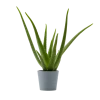 Flowy Plantes D'intérieur Et Fleurs D'intérieur Plante D'intérieur - Aloe Vera De 25 Cm En Pot Bleu Gris