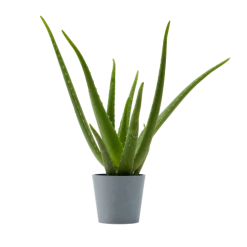 Flowy Plantes D'intérieur Et Fleurs D'intérieur Plante D'intérieur - Aloe Vera De 25 Cm En Pot Bleu Gris