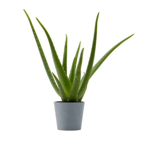 Flowy Plantes D'intérieur Et Fleurs D'intérieur Plante D'intérieur - Aloe Vera De 25 Cm En Pot Bleu Gris 1 Flowy Plantes D'intérieur Et Fleurs D'intérieur Plante D'intérieur - Aloe Vera De 25 Cm En Pot Bleu Gris