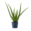 Flowy Plantes D'intérieur Et Fleurs D'intérieur Plante D'intérieur - Aloe Vera De 25 Cm En Pot Bleu Nuit