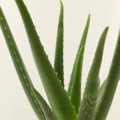 Flowy Plantes D'intérieur Et Fleurs D'intérieur Plante D'intérieur - Aloe Vera De 25 Cm En Pot Noir -Plantes vertes Soldes plante d interieur aloe vera de 25 cm en pot noir 2