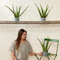 Flowy Plantes D'intérieur Et Fleurs D'intérieur Plante D'intérieur - Aloe Vera De 25 Cm En Pot Terra -Plantes vertes Soldes plante d interieur aloe vera de 25 cm en pot terra 1