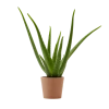 Flowy Plantes D'intérieur Et Fleurs D'intérieur Plante D'intérieur - Aloe Vera De 25 Cm En Pot Terra
