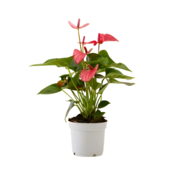 Flowy Plantes D'intérieur Et Fleurs D'intérieur Plante D'intérieur - Anthurium Pink Champion