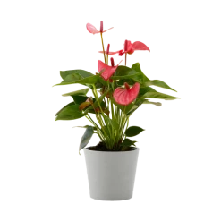 Flowy Plantes D'intérieur Et Fleurs D'intérieur Plante D'intérieur - Anthurium Rose 50 Cm En Pot Blanc Gris