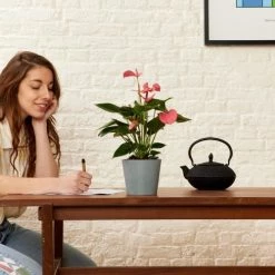 Flowy Plantes D'intérieur Et Fleurs D'intérieur Plante D'intérieur - Anthurium Rose 50 Cm En Pot Bleu Gris -Plantes vertes Soldes plante d interieur anthurium rose 50 cm en pot bleu gris 1