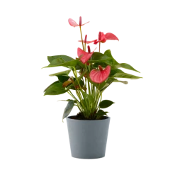 Plantes vertes Soldes 24 Flowy Plantes D'intérieur Et Fleurs D'intérieur Plante D'intérieur - Anthurium Rose 50 Cm En Pot Bleu Gris