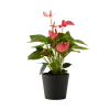 Flowy Plantes D'intérieur Et Fleurs D'intérieur Plante D'intérieur - Anthurium Rose 50 Cm En Pot Noir