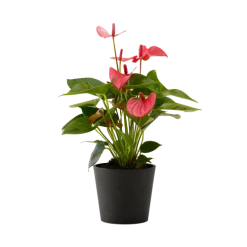 Flowy Plantes D'intérieur Et Fleurs D'intérieur Plante D'intérieur - Anthurium Rose 50 Cm En Pot Noir