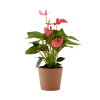 Flowy Plantes D'intérieur Et Fleurs D'intérieur Plante D'intérieur - Anthurium Rose 50 Cm En Pot Terra