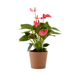 Flowy Plantes D'intérieur Et Fleurs D'intérieur Plante D'intérieur - Anthurium Rose 50 Cm En Pot Terra