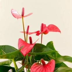 Flowy Plantes D'intérieur Et Fleurs D'intérieur Plante D'intérieur - Anthurium Rose 50 Cm En Pot Terra -Plantes vertes Soldes plante d interieur anthurium rose 50 cm en pot terra 3