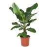 Flowy Plantes D'intérieur Et Fleurs D'intérieur Plante D'intérieur - Bananier De 80 Cm