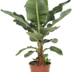 Flowy Plantes D'intérieur Et Fleurs D'intérieur Plante D'intérieur - Bananier De 80 Cm -Plantes vertes Soldes plante d interieur bananier de 80 cm 3