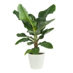 Flowy Plantes D'intérieur Et Fleurs D'intérieur Plante D'intérieur - Bananier De 80 Cm -Plantes vertes Soldes plante d interieur bananier de 80 cm en pot blanc gris 6