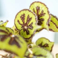 Réconciliation Végétale Plantes D'intérieur Et Fleurs D'intérieur Plante D'intérieur Bégonia Croix De Fer + Cache-pot -Plantes vertes Soldes plante d interieur begonia croix de fer cache pot 2