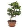 Flowy Plantes D'intérieur Et Fleurs D'intérieur Plante D'intérieur - Bonsaï Ficus De 70cm