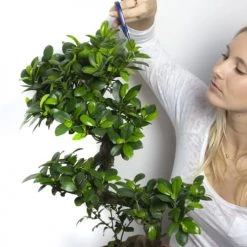 Flowy Plantes D'intérieur Et Fleurs D'intérieur Plante D'intérieur - Bonsaï Ficus De 70cm -Plantes vertes Soldes plante d interieur bonsai ficus de 70cm 3