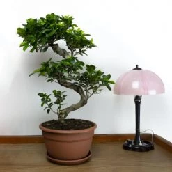 Flowy Plantes D'intérieur Et Fleurs D'intérieur Plante D'intérieur - Bonsaï Ficus De 70cm -Plantes vertes Soldes plante d interieur bonsai ficus de 70cm 4