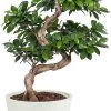 Flowy Plantes D'intérieur Et Fleurs D'intérieur Plante D'intérieur - Bonsaï Ficus De 70cm En Pot Blanc Gris