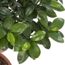 Flowy Plantes D'intérieur Et Fleurs D'intérieur Plante D'intérieur - Bonsaï Ficus De 70cm En Pot Blanc Gris -Plantes vertes Soldes plante d interieur bonsai ficus de 70cm en pot blanc gris 2