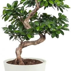 Flowy Plantes D'intérieur Et Fleurs D'intérieur Plante D'intérieur - Bonsaï Ficus De 70cm En Pot Blanc Gris