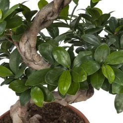 Flowy Plantes D'intérieur Et Fleurs D'intérieur Plante D'intérieur - Bonsaï Ficus De 70cm En Pot Blanc Gris -Plantes vertes Soldes plante d interieur bonsai ficus de 70cm en pot blanc gris 3