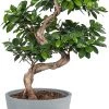 Flowy Plantes D'intérieur Et Fleurs D'intérieur Plante D'intérieur - Bonsaï Ficus De 70cm En Pot Bleu Gris