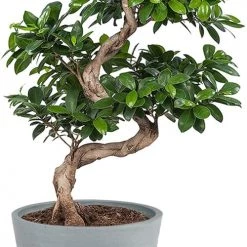 Flowy Plantes D'intérieur Et Fleurs D'intérieur Plante D'intérieur - Bonsaï Ficus De 70cm En Pot Bleu Gris