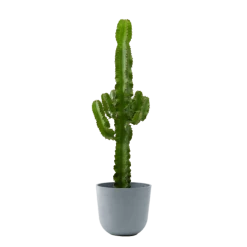 Flowy Plantes D'intérieur Et Fleurs D'intérieur Plante D'intérieur - Cactus De 80 Cm En Pot Bleu Gris